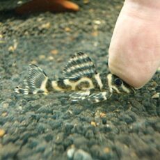 スーパーインペリアルゼブラプレコ③　２０２５年１１月２０日入荷