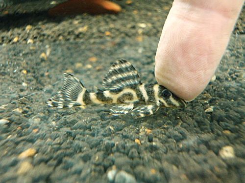 スーパーインペリアルゼブラプレコ③　２０２５年１１月２０日入荷