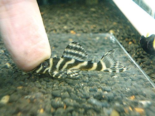 スーパーインペリアルゼブラプレコ