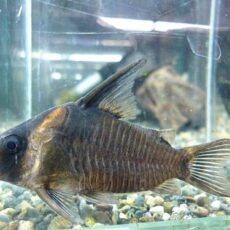 コリドラス　レセックス　２０２５年１１月３日入荷