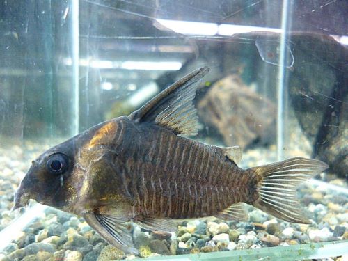 コリドラス　レセックス　２０２５年１１月３日入荷