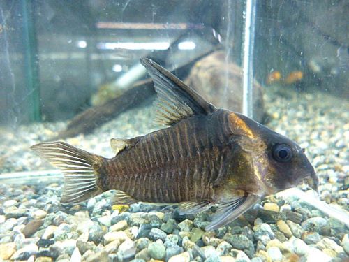 コリドラス　レセックス