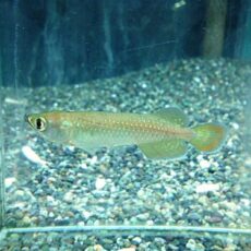 ノーザンバラムンディ　２０２５年１２月４日入荷