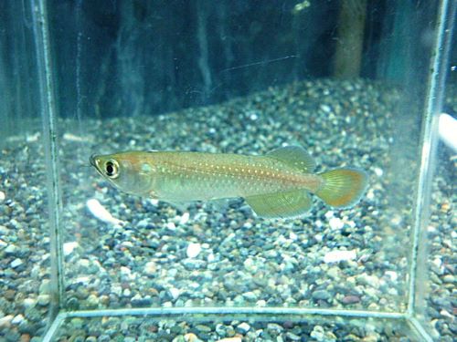 ノーザンバラムンディ　２０２５年１２月４日入荷