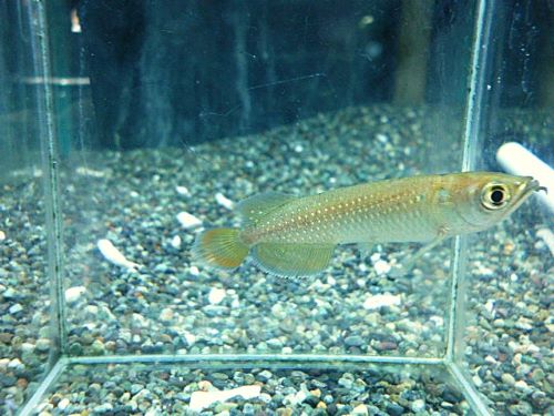 ノーザンバラムンディ