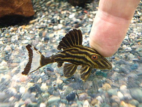 ゴールデンロイヤルプレコ