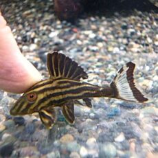 アラグアイア　ゴールデンロイヤルプレコ　２０２５年１２月２日入荷