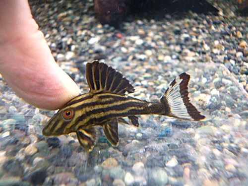 アラグアイア　ゴールデンロイヤルプレコ　２０２５年１２月２日入荷