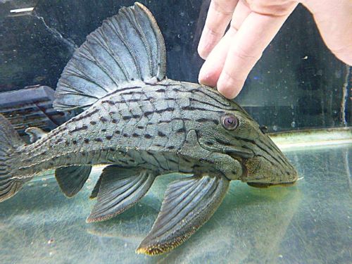 グリーンロイヤルプレコ