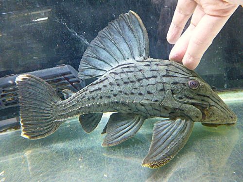 グリーンロイヤルプレコ