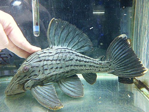 グリーンロイヤルプレコ