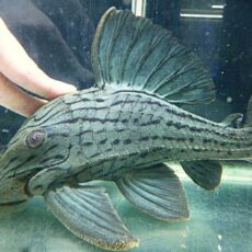 グリーンロイヤルプレコ約２８ｃｍ　　２０２５年１２月６日入荷