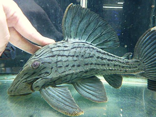 グリーンロイヤルプレコ約２８ｃｍ　　２０２５年１２月６日入荷