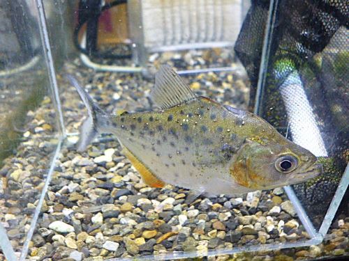 ピラニア　ピンタダ