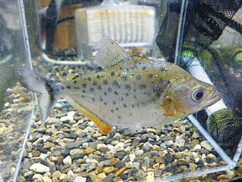 ピラニア　ピンタダ