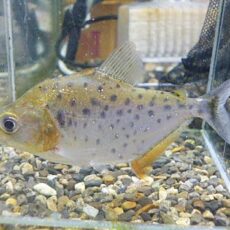 ピラニア　ピンタダ　２０２５年１１月７日入荷