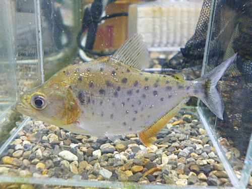 ピラニア　ピンタダ　２０２５年１１月７日入荷