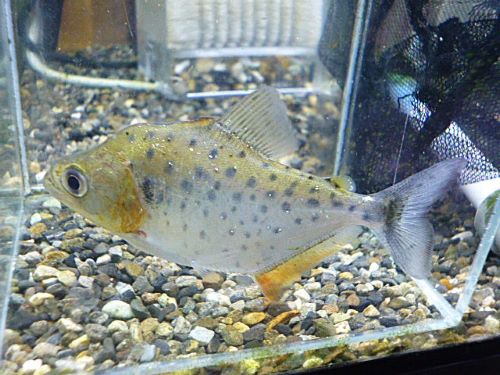 ピラニア　ピンタダ