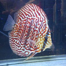 モザイクレオパードディスカス⑤　２０２５年１２月７日入荷