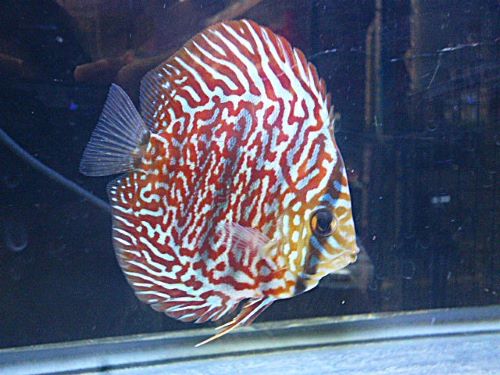 モザイクレオパードディスカス⑤　２０２５年１２月７日入荷