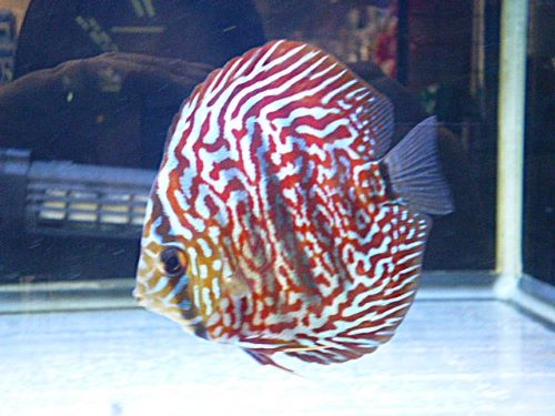 モザイクレオパード・ディスカス