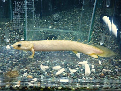 ポリプテルス　セネガルス