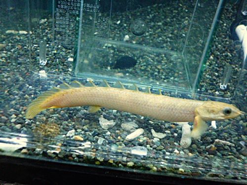 ポリプテルス　セネガルス