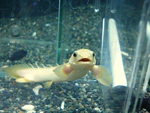 ポリプテルス　セネガルス