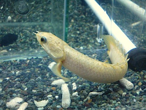 ポリプテルス　セネガルス