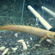 ポリプテルス　マーブルセネガルス　２０２５年１１月２８日入荷　