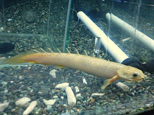 ポリプテルス マーブルセネガルス 2025年11月28日入荷 ポリプテルス セネガルス