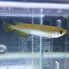 ノーザンバラムンディ②　２０２５年１２月４日入荷