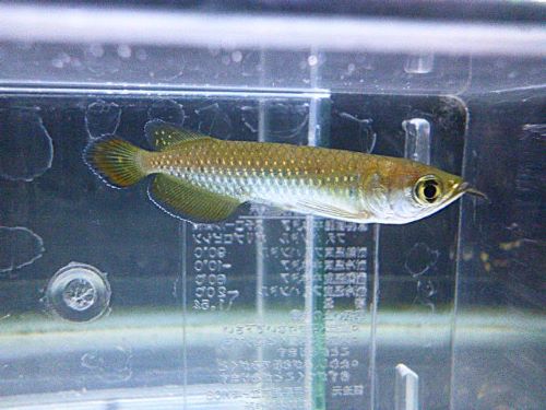 ノーザンバラムンディ②　２０２５年１２月４日入荷