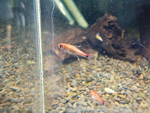 ディープレッドホタルテトラ