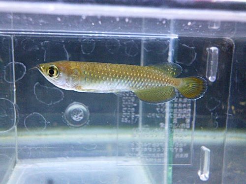 ノーザンバラムンディ