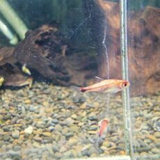 セミプラチナディープレッドホタルテトラ　２０２５年１２月７日入荷