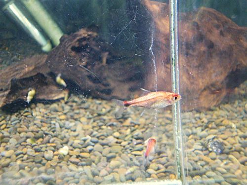 セミプラチナディープレッドホタルテトラ　２０２５年１２月７日入荷