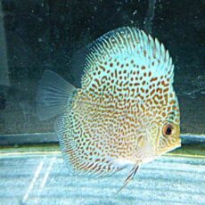 ブルースコーピオンディスカス　スポットタイプ　２０２５年１２月７日入荷