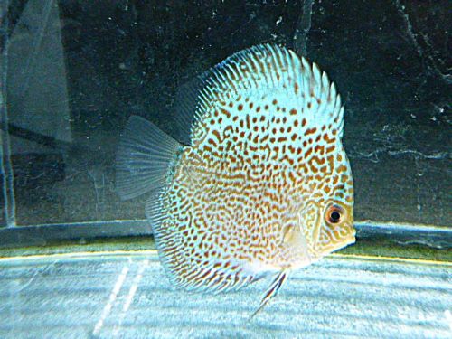 ブルースコーピオンディスカス　スポットタイプ　２０２５年１２月７日入荷