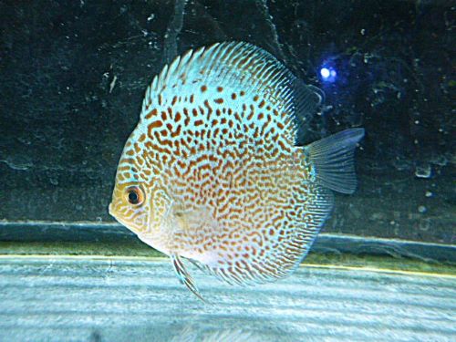 ブルースコーピオン・ディスカス