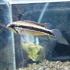 アピスト　メンデジィ　サンタイザベル　ペア　２０２５年１２月２日入荷