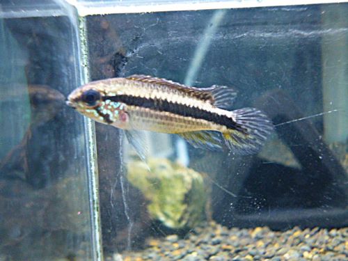 アピスト　メンデジィ　サンタイザベル　ペア　２０２５年１２月２日入荷