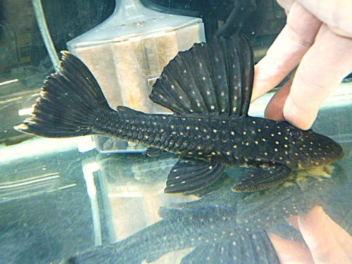 ゴールデンアンジェリカスプレコ