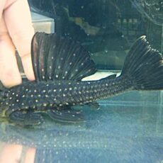 ゴールデンアンジェリカスプレコ約１７ｃｍ　　２０２５年１２月６日入荷