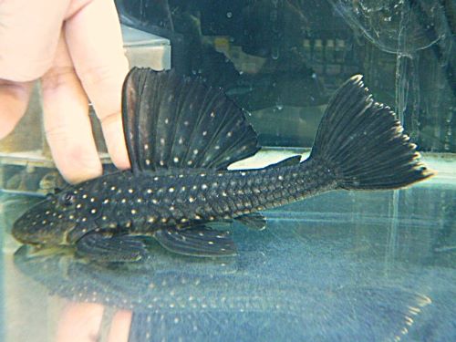 ゴールデンアンジェリカスプレコ約１７ｃｍ　　２０２５年１２月６日入荷