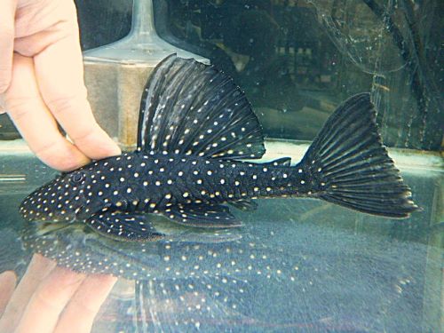 ゴールデンアンジェリカスプレコ