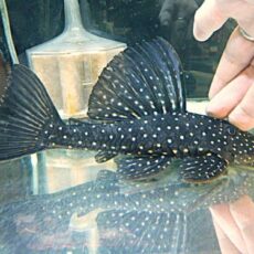 ゴールデンアンジェリカスプレコ約２０ｃｍ　　２０２５年１２月６日入荷