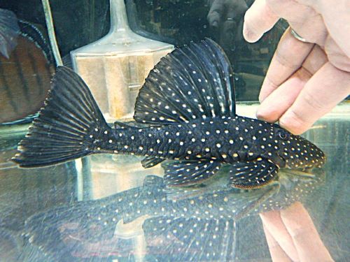 ゴールデンアンジェリカスプレコ約２０ｃｍ　　２０２５年１２月６日入荷