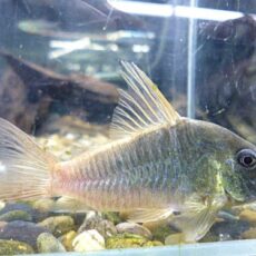 コリドラス　コンコロール　ワイルド　２０２５年１２月８日入荷