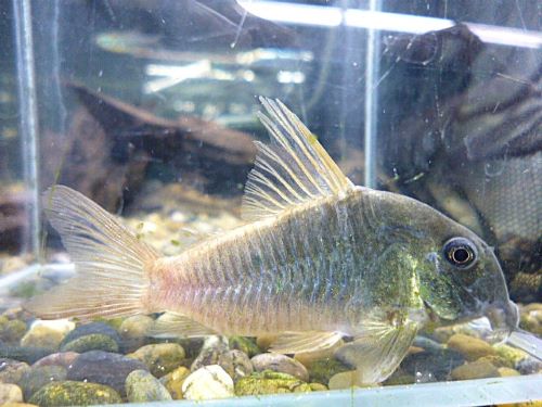 コリドラス　コンコロール　ワイルド　２０２５年１２月８日入荷